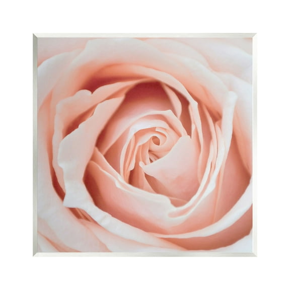 Stupell Industries Pink Close Up Rose Botanical & Floral Photography Unframed Art Print Wall Art, 12 x 12