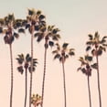 thumbnail image 6 of WYYP Palm Trees Round Tablecloth Waterproof Resistant Fabric 100% Polyester Fiber Great for Home Kitchen/Parties/Holiday Dinner White, 6 of 8