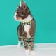 thumbnail image 3 of Laklulu - Paquete de 2 collares para gatos con pajarita y cascabel, collar para gatitos personalizado, 3 of 5