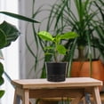 thumbnail image 2 of FONDOTIN Hydroponics Growing Cups Black 10Pcs 5.1X5.1X3.9In, 2 of 6