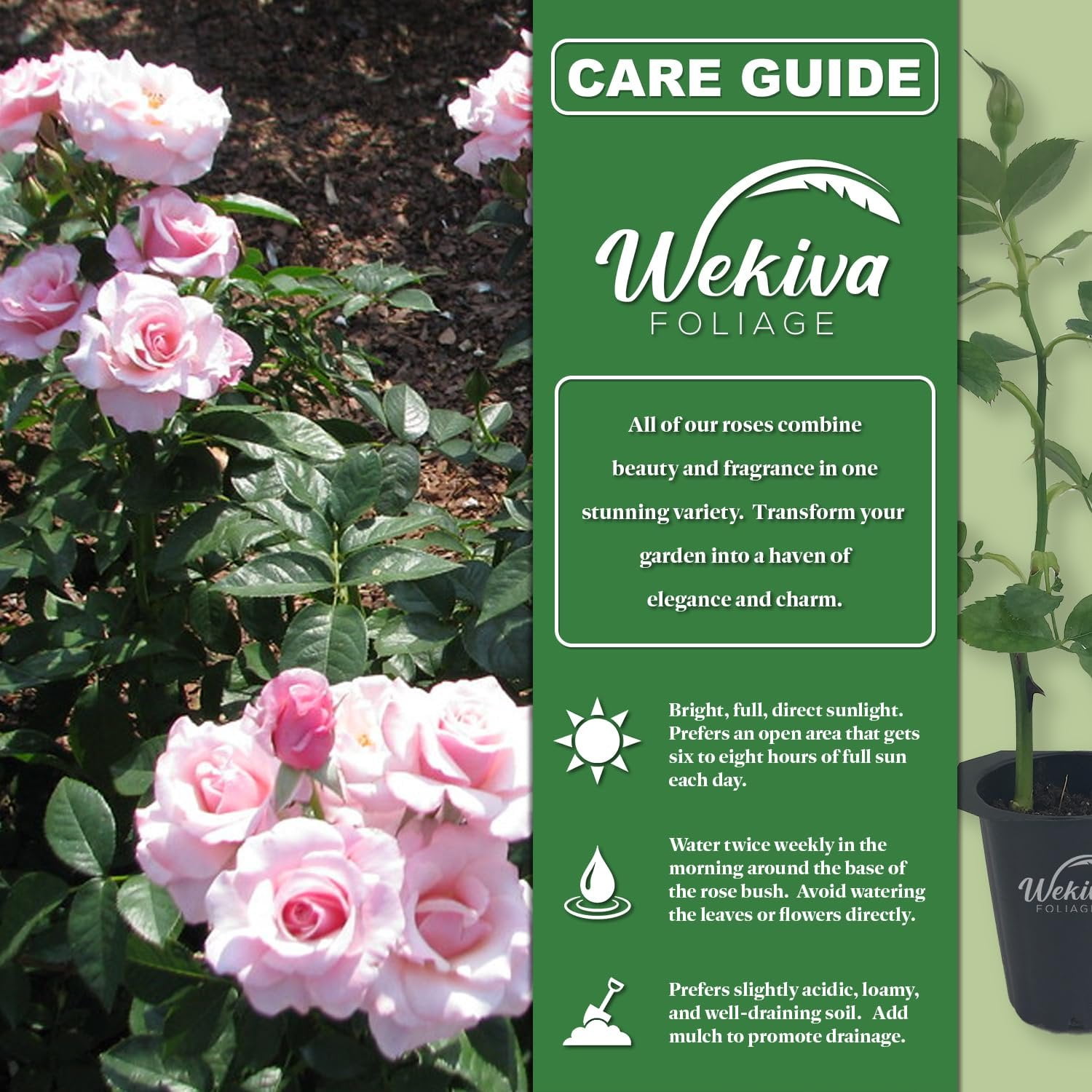 Our Lady of Guadalupe Rose Bush - 4 Live Starter Plants in 2 Inch Pots - Beautifully Fragrant Heirloom Rose from Florida - A Versatile Beauty with a Rich Fragrance