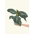 thumbnail image 3 of Alocasia 'Black Velvet - Alocasia Reginula Live Green Plant in 4" Pot, 3 of 3