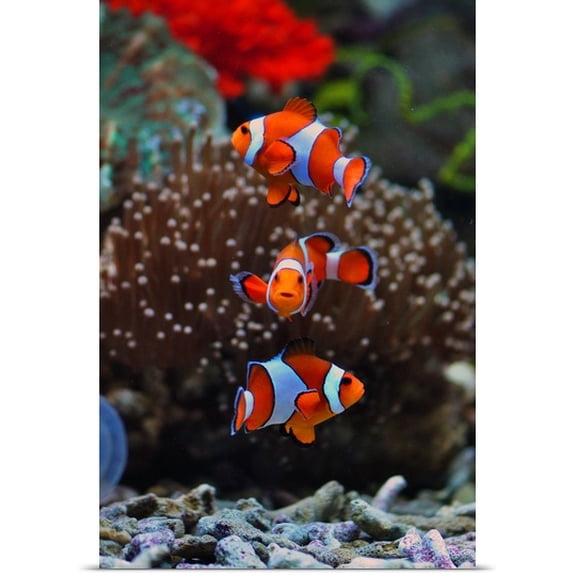 Great BIG Canvas Michael Gunawan Poster Print entitled Nemo