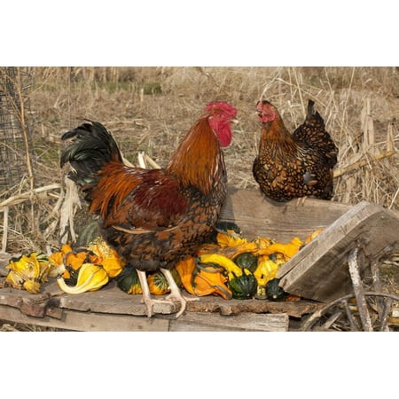 Antique Rooster Rooster and Hen Perched on Antique Wooden Wheelbarrow Loaded with Gourds in Late Autumn Print Wall Art By Lynn M. Stone ()