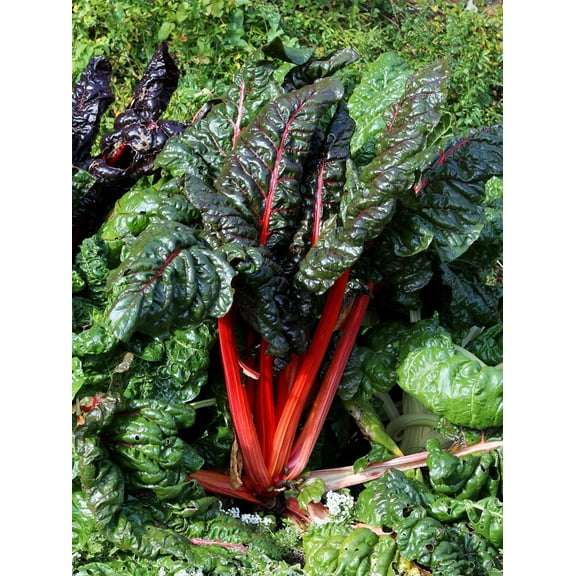 300 *Seeds RHUBARB RED SWISS CHARD Perpetual Spinach Beta Vulgaris Vegetable Seeds
