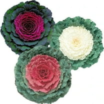 Harris Seeds Ornamental Kale Flat Leaf Collection 50 Plant Seeds (3 Pack)