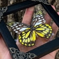 thumbnail image 4 of Framed Entomology Art Display Butterfly Spotted Sawtooth Glass Shadow Box Curiosity Tabletop Wall Hanging Moody Gothic Home Decor K12-10-KINH, 4 of 6