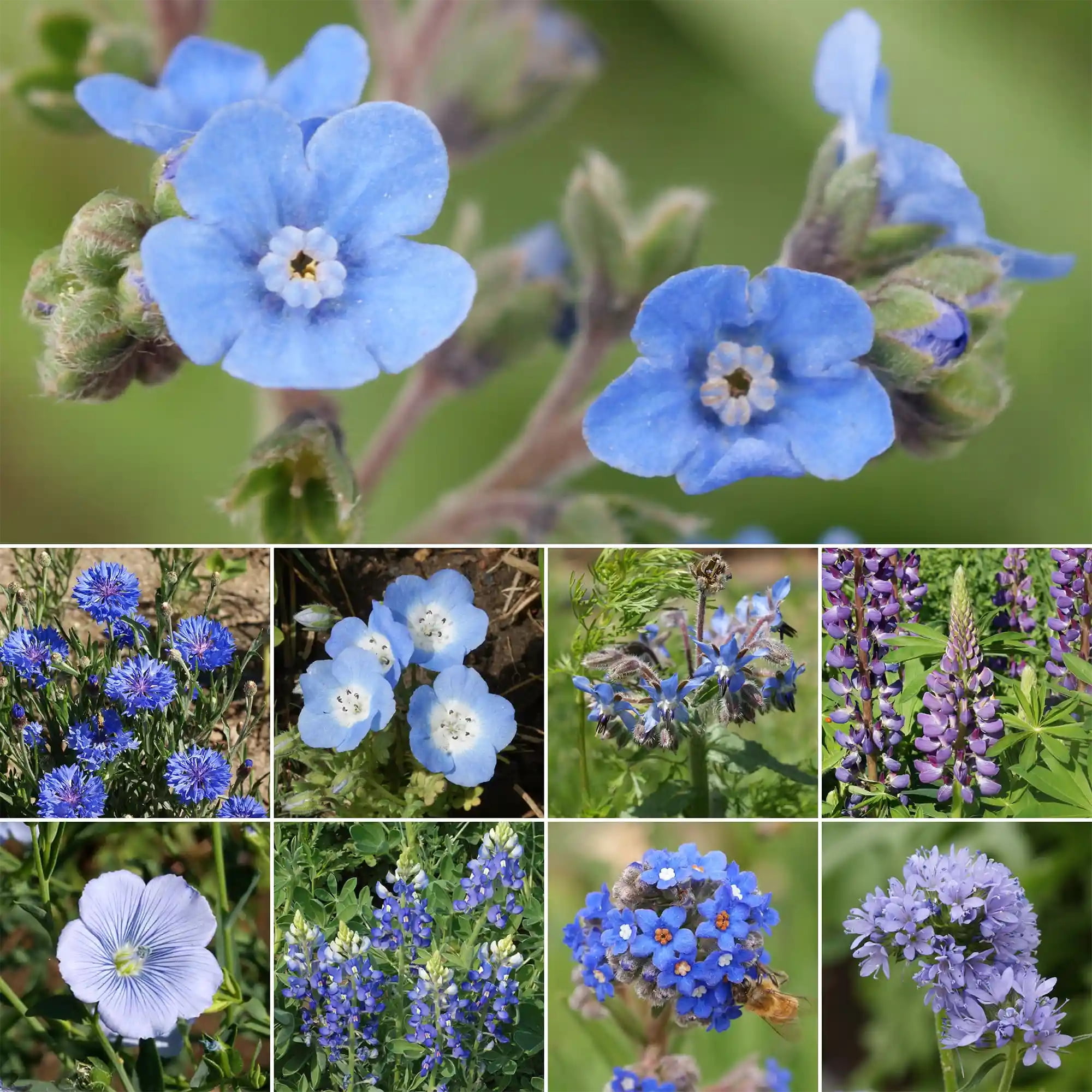 Ferry-Morse Blue Mix Bulk Wildflower Seeds, 1lb