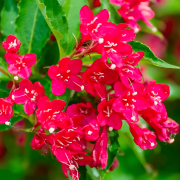 Red Weigela – Hardy Flowering Shrub with Bright Red Blooms for Garden Borders and Landscapes