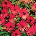 thumbnail image 4 of Ice Plant Drought Tolerant Dorotheanthus Gelato Red Ground Cover Plant Seed - 10000 Seeds, 4 of 4