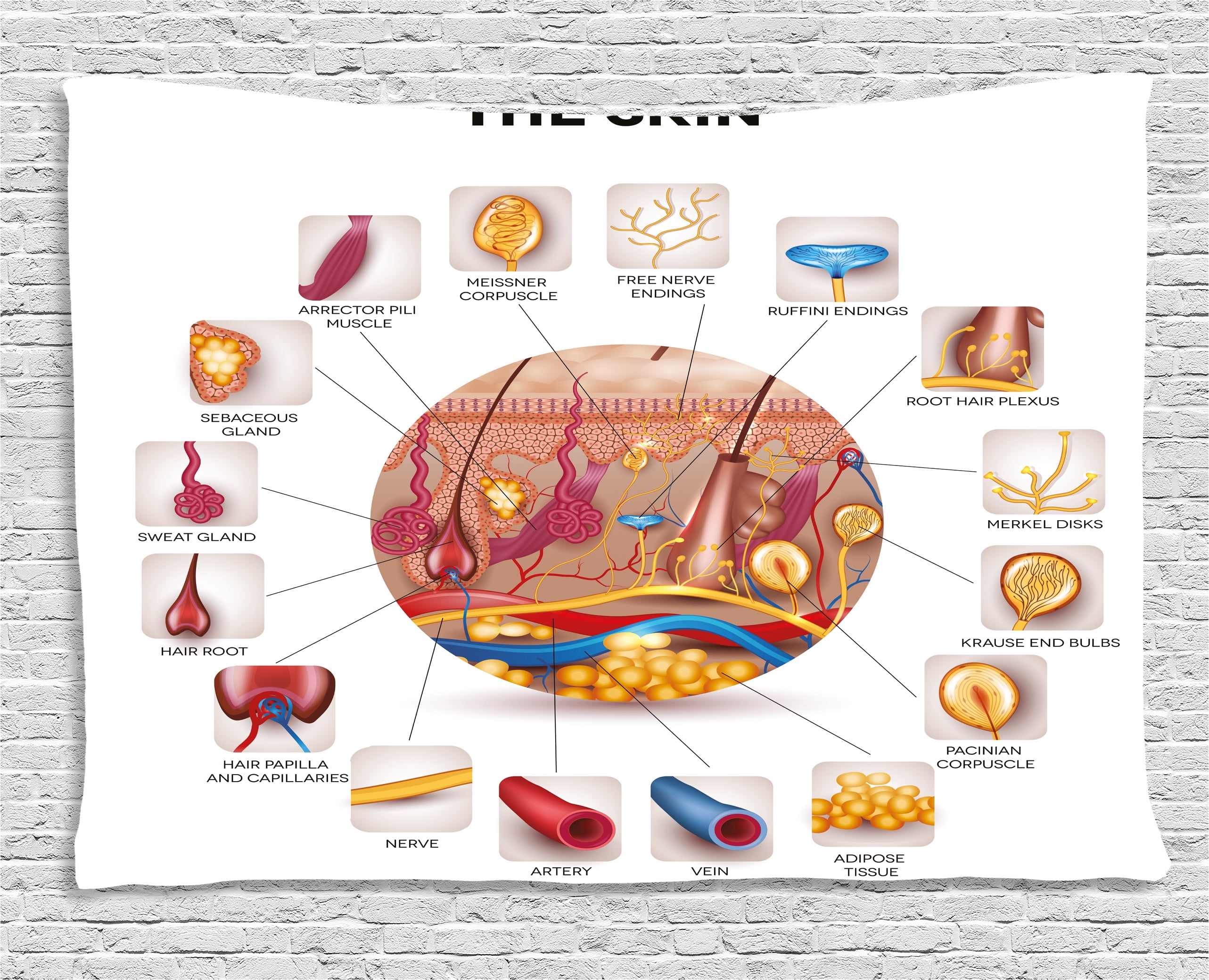 Educational Tapestry, Skin Anatomy Elements in Round Shaped Diagram 