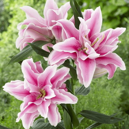 Set 3 Roselily Bulbs, Roselily Flower Bulbs, Suitable for Outdoor Landscape