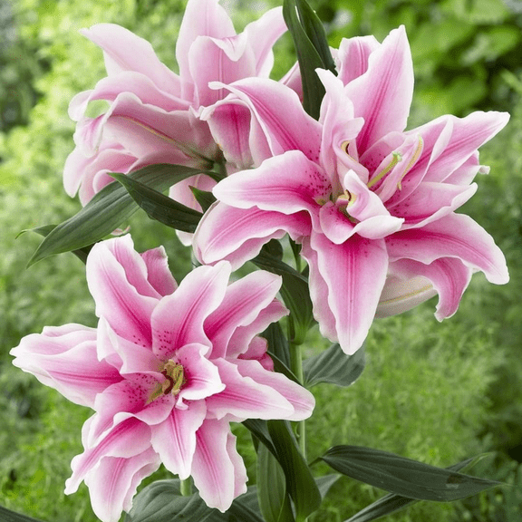 Set 3 Roselily Bulbs, Roselily Flower Bulbs, Suitable for Outdoor Landscape