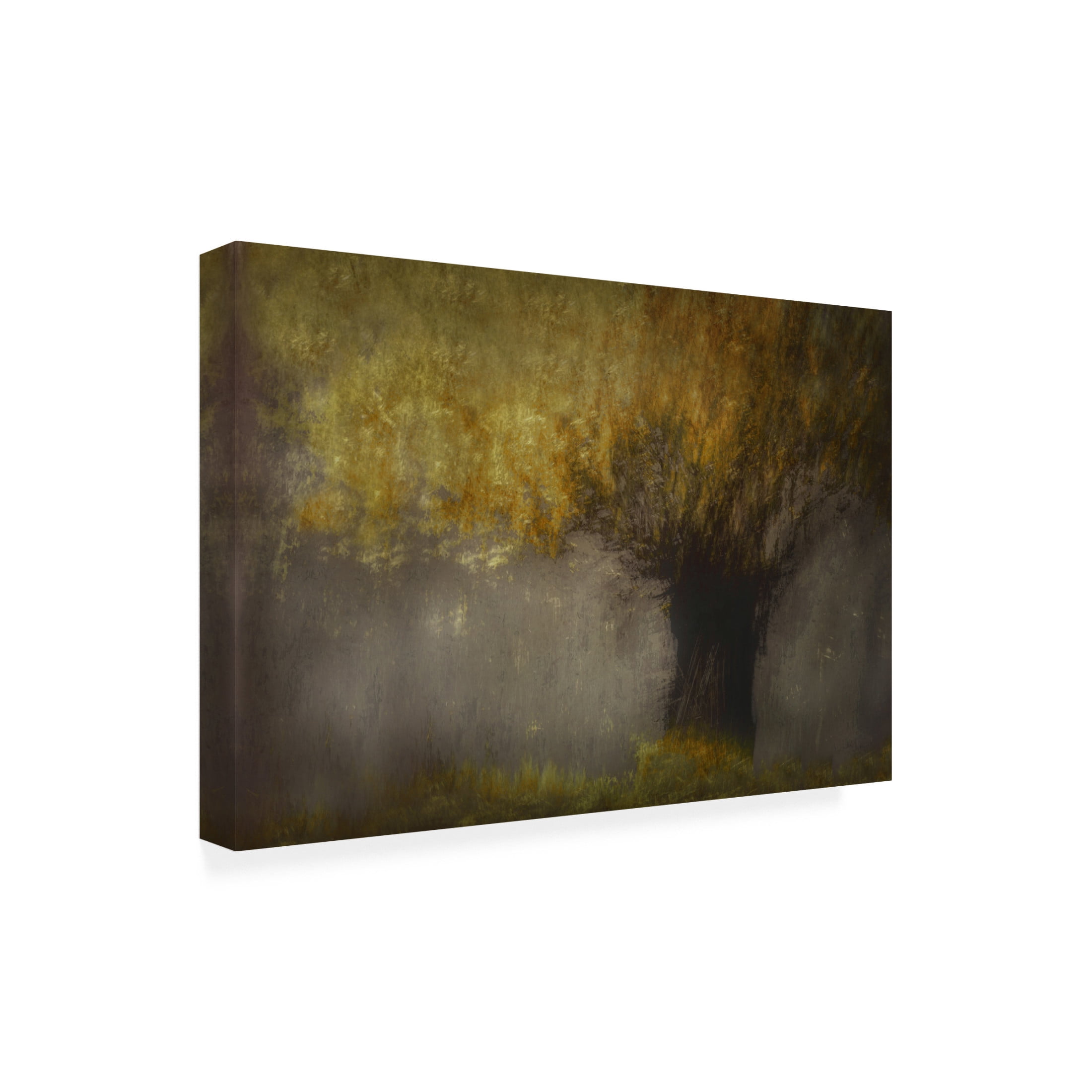 Canvas Wall Art - Nel Talen 'Pollard Willow' Wall Art for Living Room, Bedroom, or Office Décor by Trademark Fine Art - 32 x 22 Inches