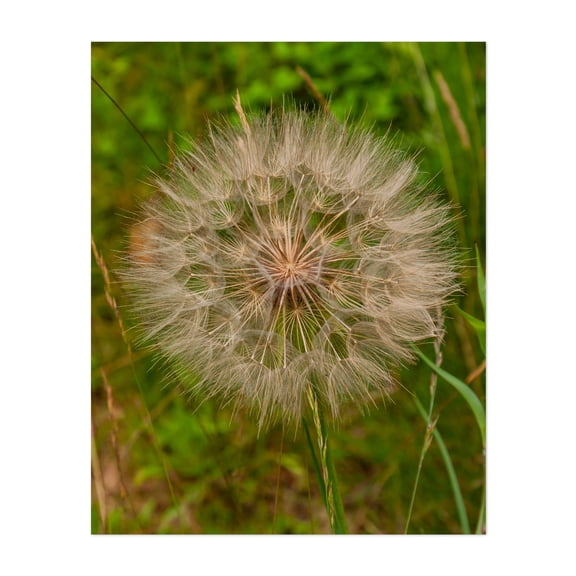Shenandoah Dandelion - Virginia Photography Nature Botanical Floral Garden Wilderness Scenic Insect Unframed Wall Art Print 6 x 8 inches