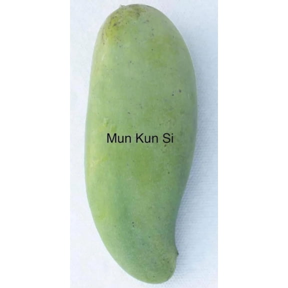 Mun Kun Si MANGO TREE GRAFTED (2-4 Feet Tall). Ship to all states