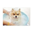 thumbnail image 3 of Cute Pomeranian Bath Canvas Wall Art for Home Decor Ready-to-Hang, 3 of 18
