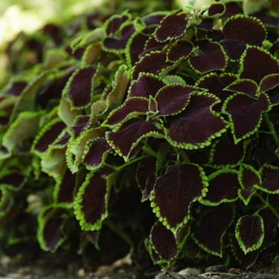 Harris Seeds 14-20" Coleus Chocolate Mint Seeds - 100 Seeds