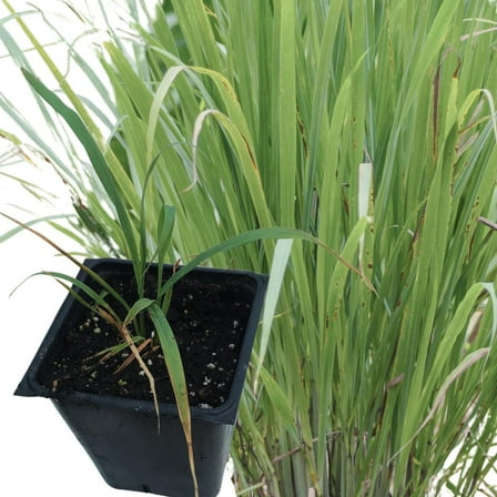 Lemongrass (Cymbopogon citratus) Organic Plant in 2.5-inch Pot by Smoke Camp Crafts