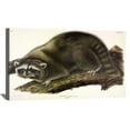 thumbnail image 1 of John James Audubon Painting Cuvier Raccoon By Audubon Canvas Art Birds Framed Wall Art, 1 of 7