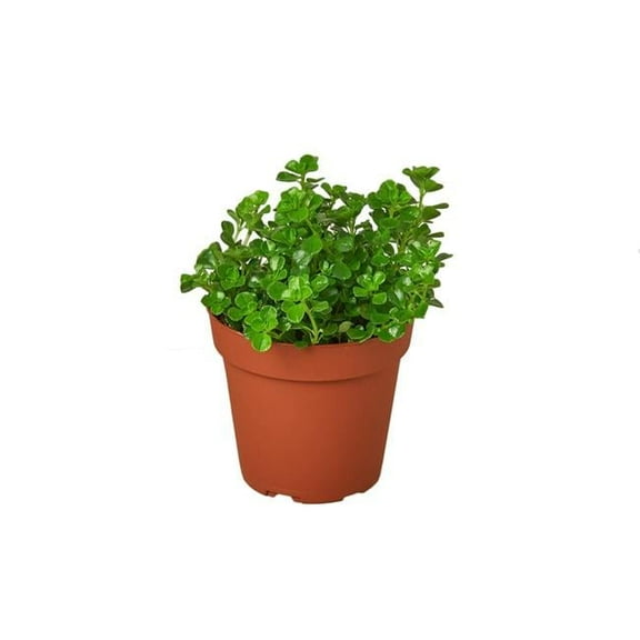 House Plant Dropship 4-NETTLE-BABY.TEAR-NURSERY.POT 4 in. Nettle Babys Tear Plant Nursery Pot