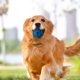 thumbnail image 3 of Fiudx Juguete para Perros, Pelota Interactiva para Masticar, Pelota Divertida En Premios, Pelota de Goma Resistente Que Rebota, Pelota de Masaje para La Limpieza Dental, Entretenimiento para Mascotas, 3 of 5