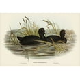 thumbnail image 2 of Gould, John 32x23 Gold Ornate Wood Framed with Double Matting Museum Art Print Titled - Australian Coot-Fulica Australis, 2 of 4