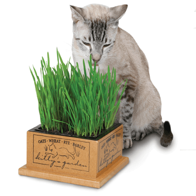Kitty's Garden