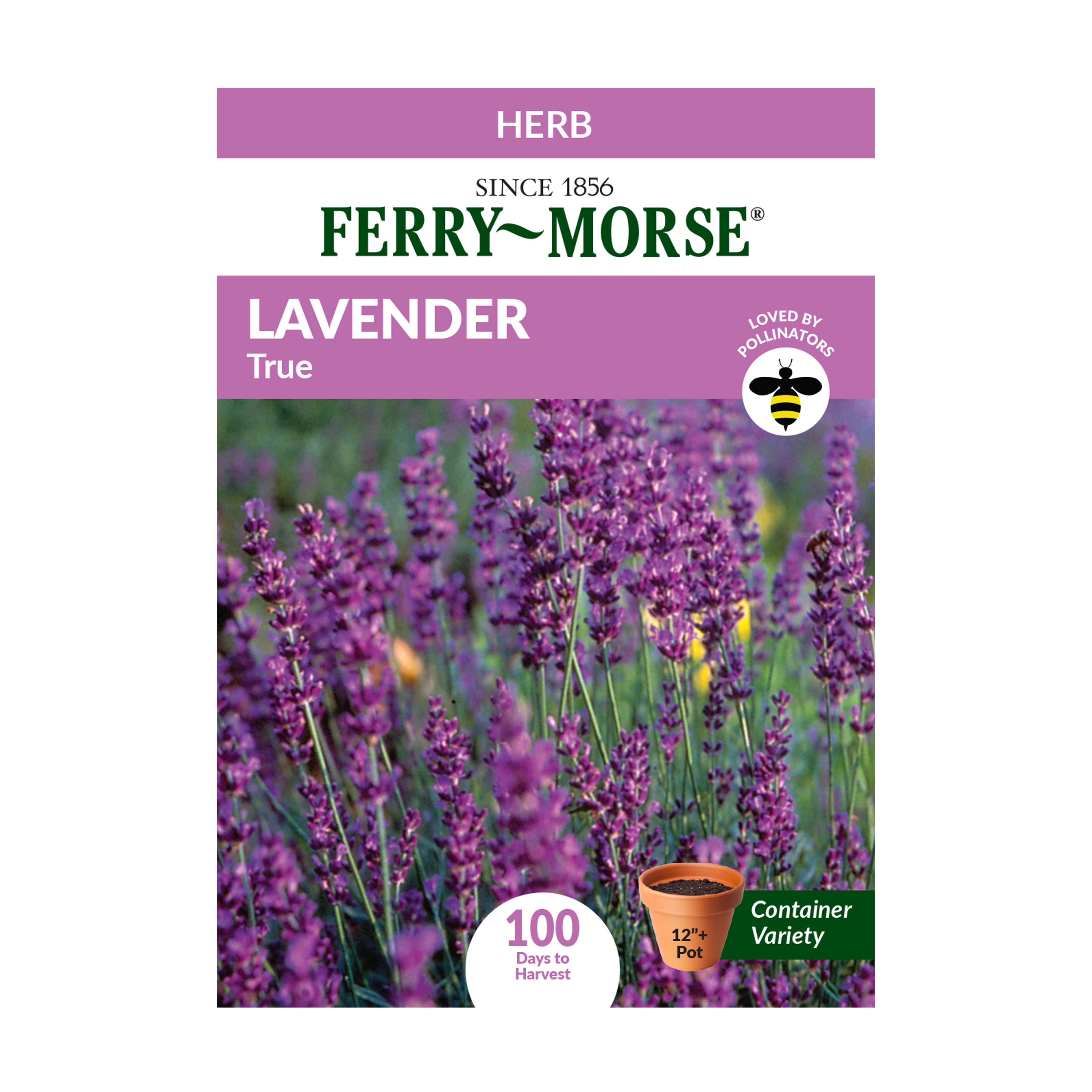 Ferry-Morse 34MG Lavender True Vegetable Plant Seeds (1 Pack)- Seed Gardening, Full Sunlight