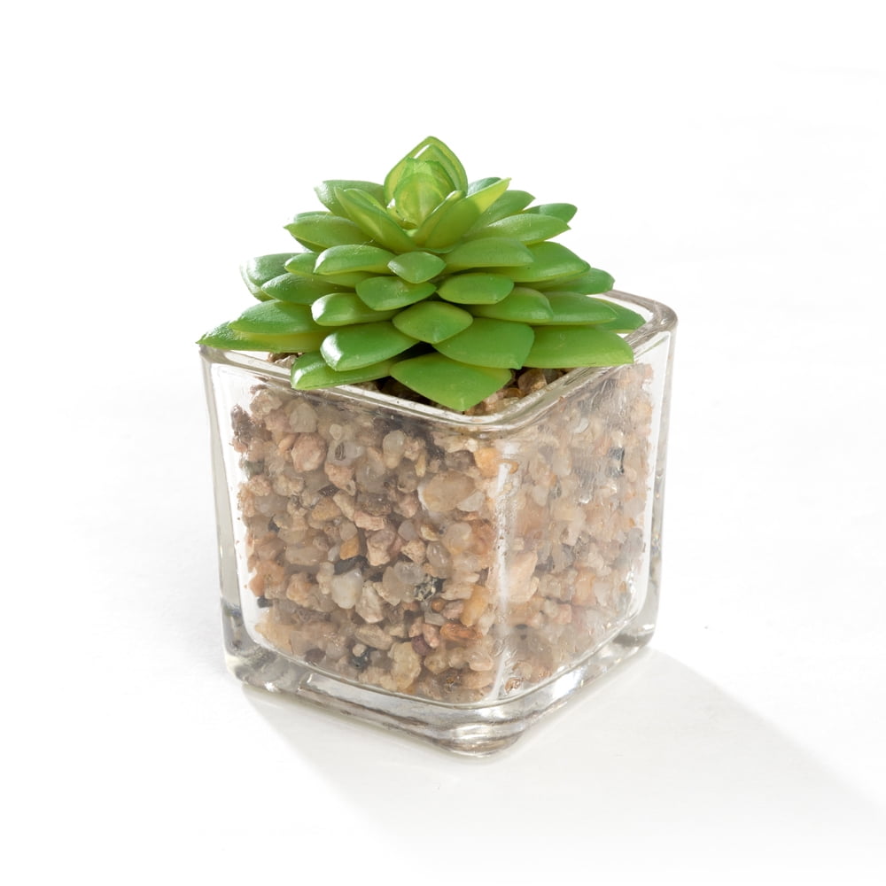 K-Cliffs Mini Succulent  Potted in Modern Cube Shape Clear Glass Pots 3pcs Set.Overall- 8.3L x 3.9W x 4.3H inches; each Pot (not including Plants)- 2L x 2W x 2H inch