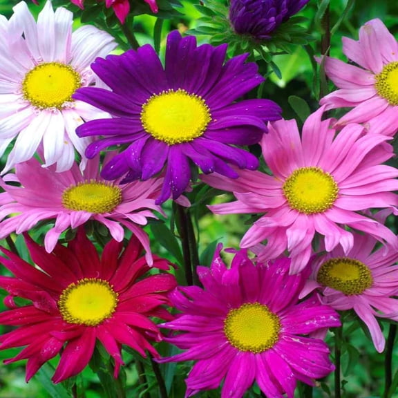 50 Andrella Aster Flower Seeds