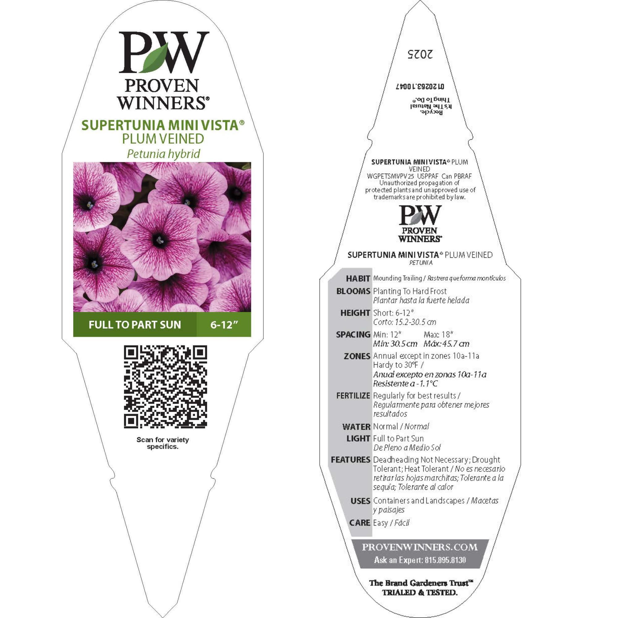 Proven Winners 4" Pink Supertunia Mini Vista Plum Veined Petunia Live Plant in 4.25" Pot (4 Count)