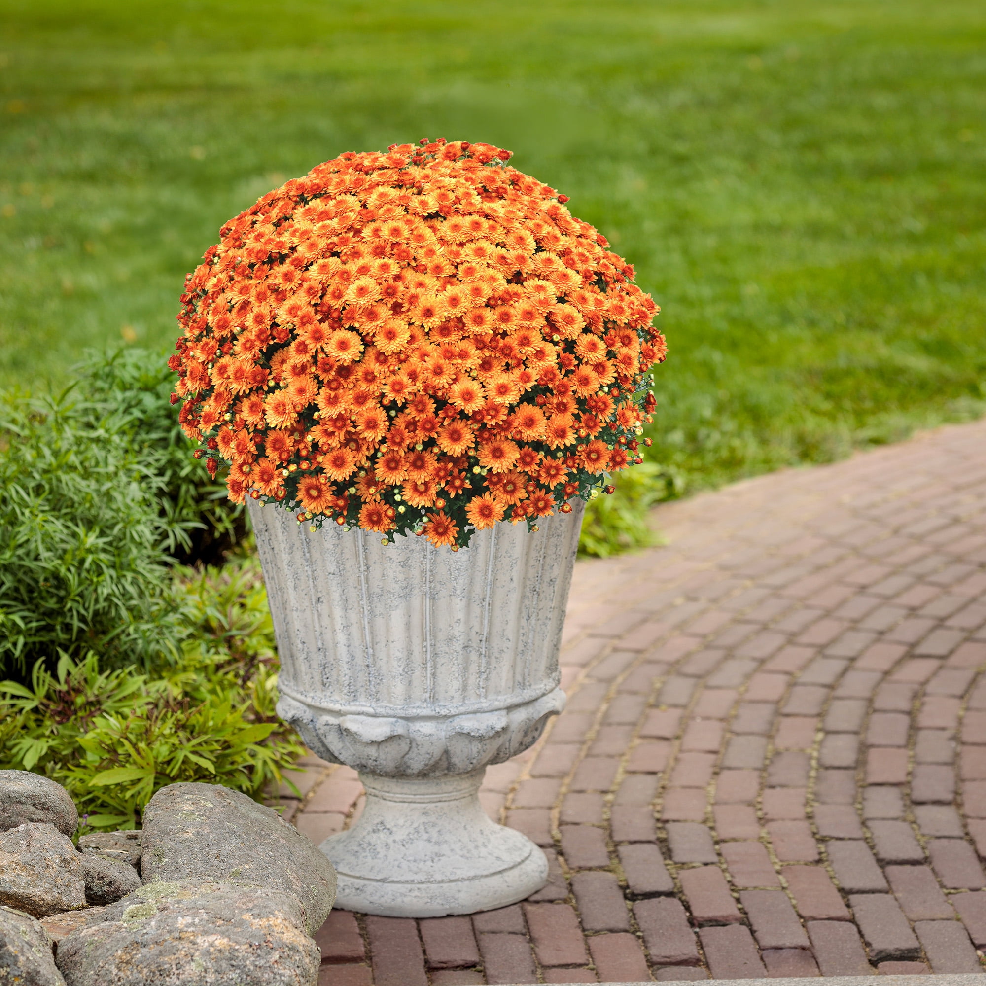 Expert Gardener Orange Mum Chrysanthemum Live Plant, 3 qt Grower Pot