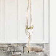 Air Plants Tillandsia Collection of 10 Easy Houseplants for Beginners Small to Medium 1.5-6+