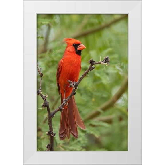 Archer, Ken 11x14 White Modern Wood Framed Museum Art Print Titled - Northern cardinal