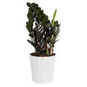 Costa Farms Trending Tropicals Live 22in. Tall Black Raven ZZ Plant, Indirect Sunlight, 10in. Dcor Pot