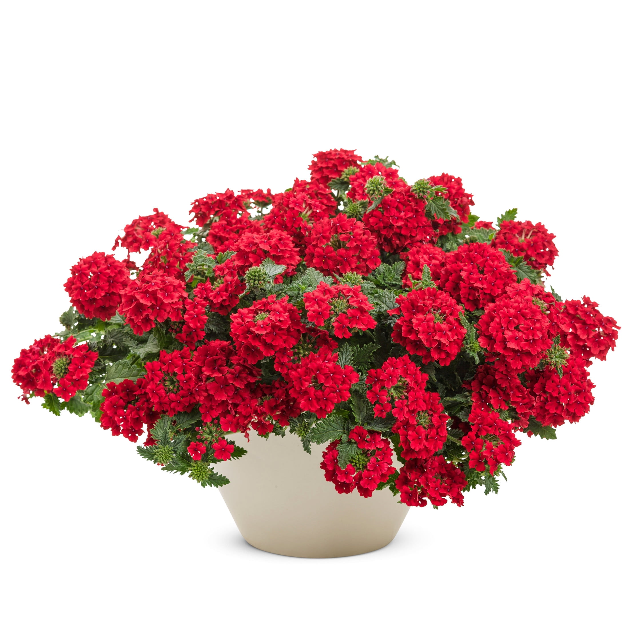 Proven Winners 4" Superbena Red Verbena Live Plant in 4.25" Pot (4 Count)