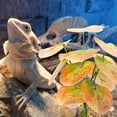 thumbnail image 6 of Reptiles Plant Grass for Climbing Habitat Decors Branch with Leaves for Lizards Spiders Snake Hideouts, 6 of 20