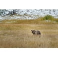 thumbnail image 2 of Galloimages Online 14x11 White Modern Wood Framed Museum Art Print Titled - Young Grizzly In Yellowstone, 2 of 4