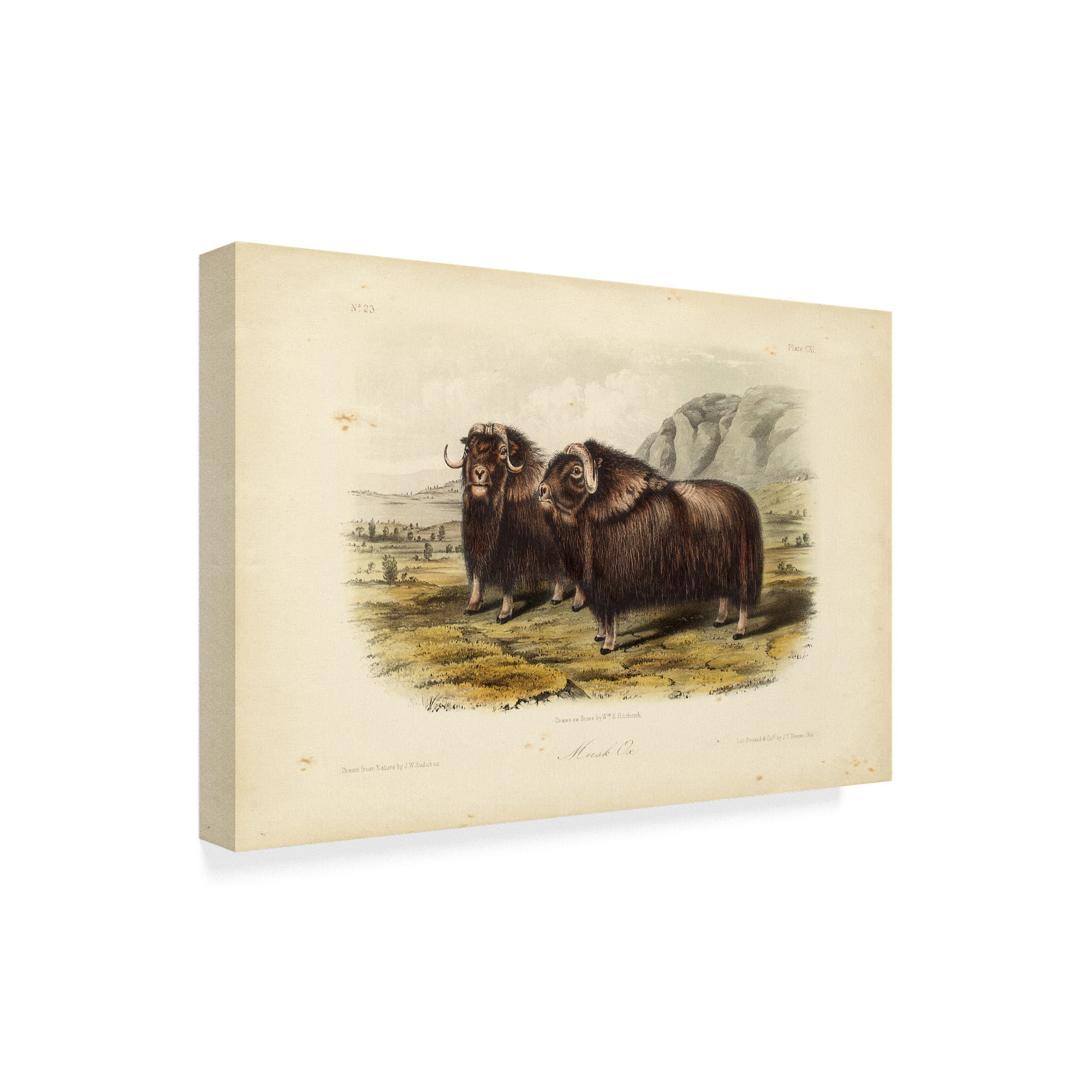 Trademark Fine Art 'Musk Ox' Canvas Art by John James Audubon