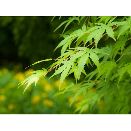 Green Lace Japanese Maple - Canvas Print Leaf Japan Maple Leaf Maple Fresh Green Arboretum Stretched Canvas 10 x 14