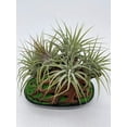 thumbnail image 5 of Resin Bonsai Air Plant Tree, Glued with Live Air Plants, Home and Office Gift by BubbleBlooms, 5 of 8