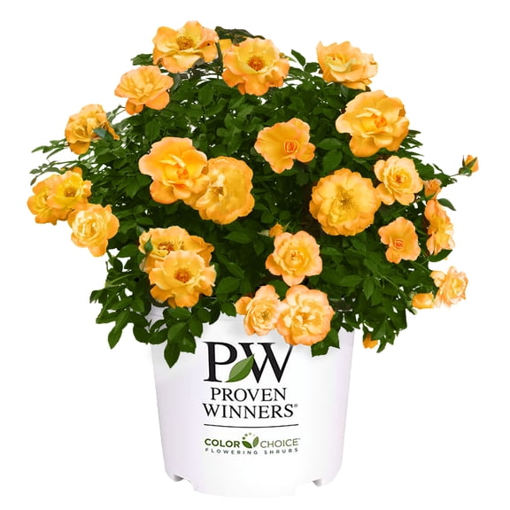 Proven Winners ColorChoice Sunorita Rose Live Shrub (2 Gallon)