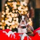 thumbnail image 4 of Collar para perro Lionheart Glory Red Christmas, ajustable y suave, 4 of 6