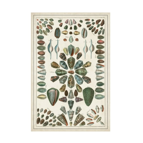 Albertus Seba 'Grand Seba Shells IV' Canvas Art