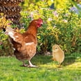 thumbnail image 4 of 2pcs Acrylic Chicken Stake Garden Sign Front Yard Lawn Chicken Signs Inserting Chicken Stake Decor, 4 of 9