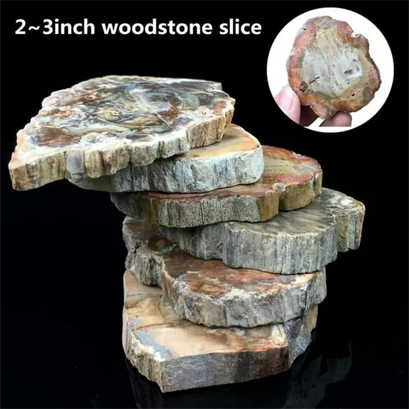 GKNET Natural Polished Microsection Petrified Wood Quartz Crystal Gift Healing 1PC