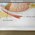 thumbnail image 6 of Ambesonne Science Place Mats Set of 4, Eye Cornea Pupils, Standard Size, Pale Blue Mustard Coral, 6 of 6
