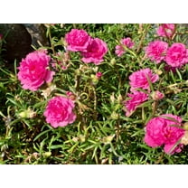 Seedville 100 Moss Rose 'Portulaca Grandiflora' Plant Seeds