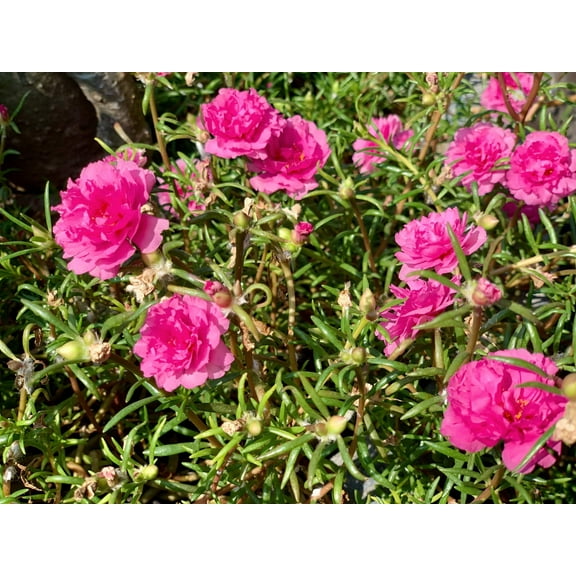 Seedville 100 Moss Rose 'Portulaca Grandiflora' Plant Seeds